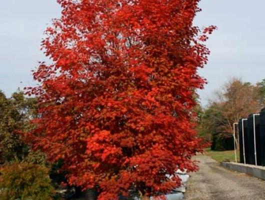 Fall Plants at Select Horticulture